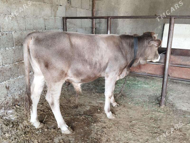 Öküz - Бахарден - img 3