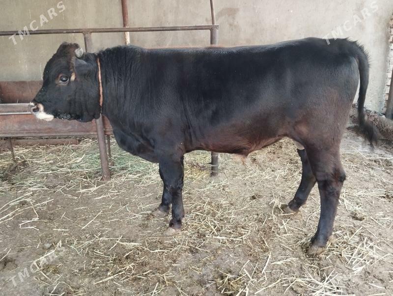 Öküz - Бахарден - img 6