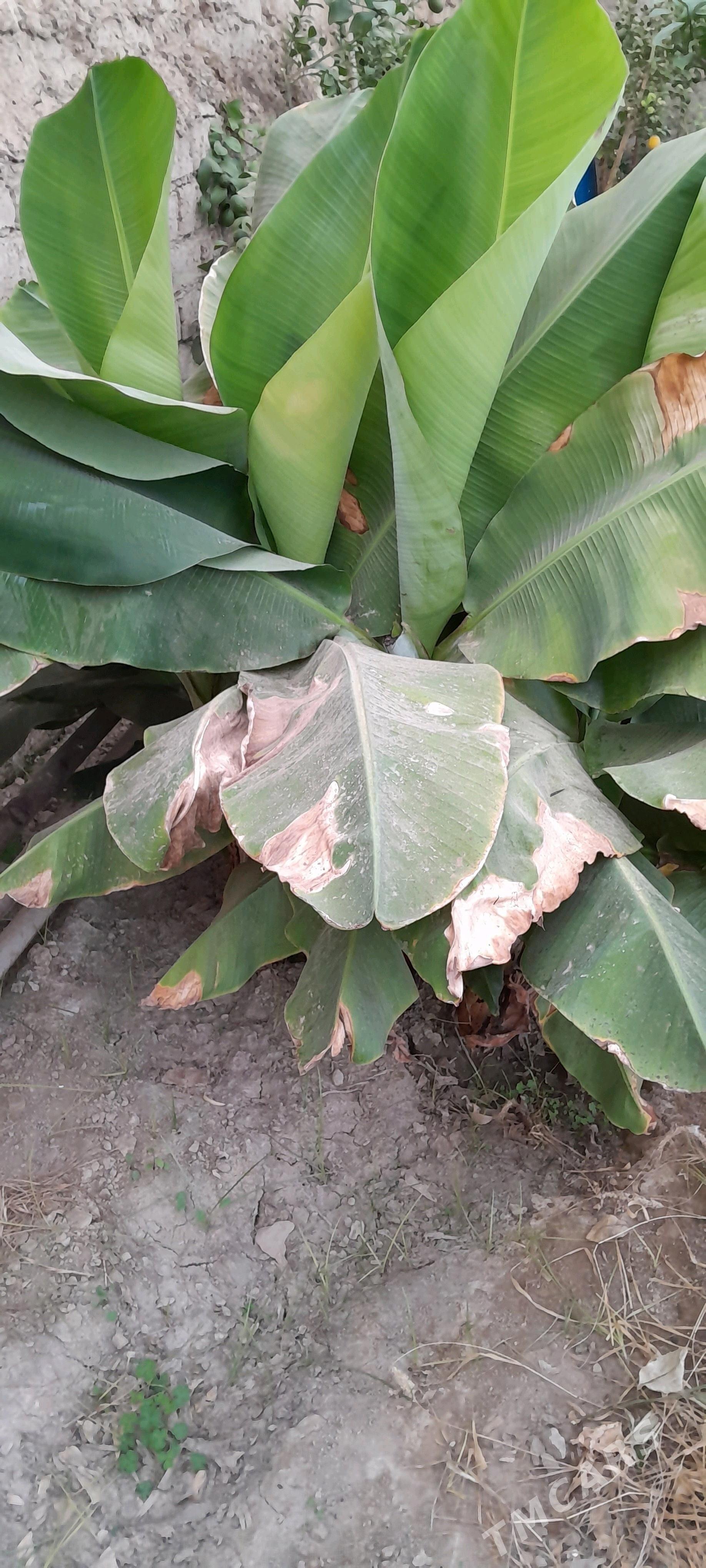 Banan - Бахарден - img 2