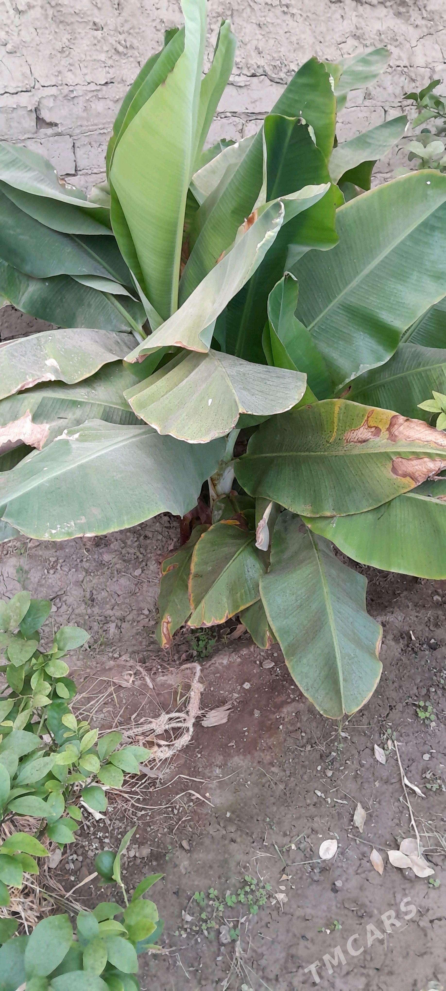 Banan - Бахарден - img 1