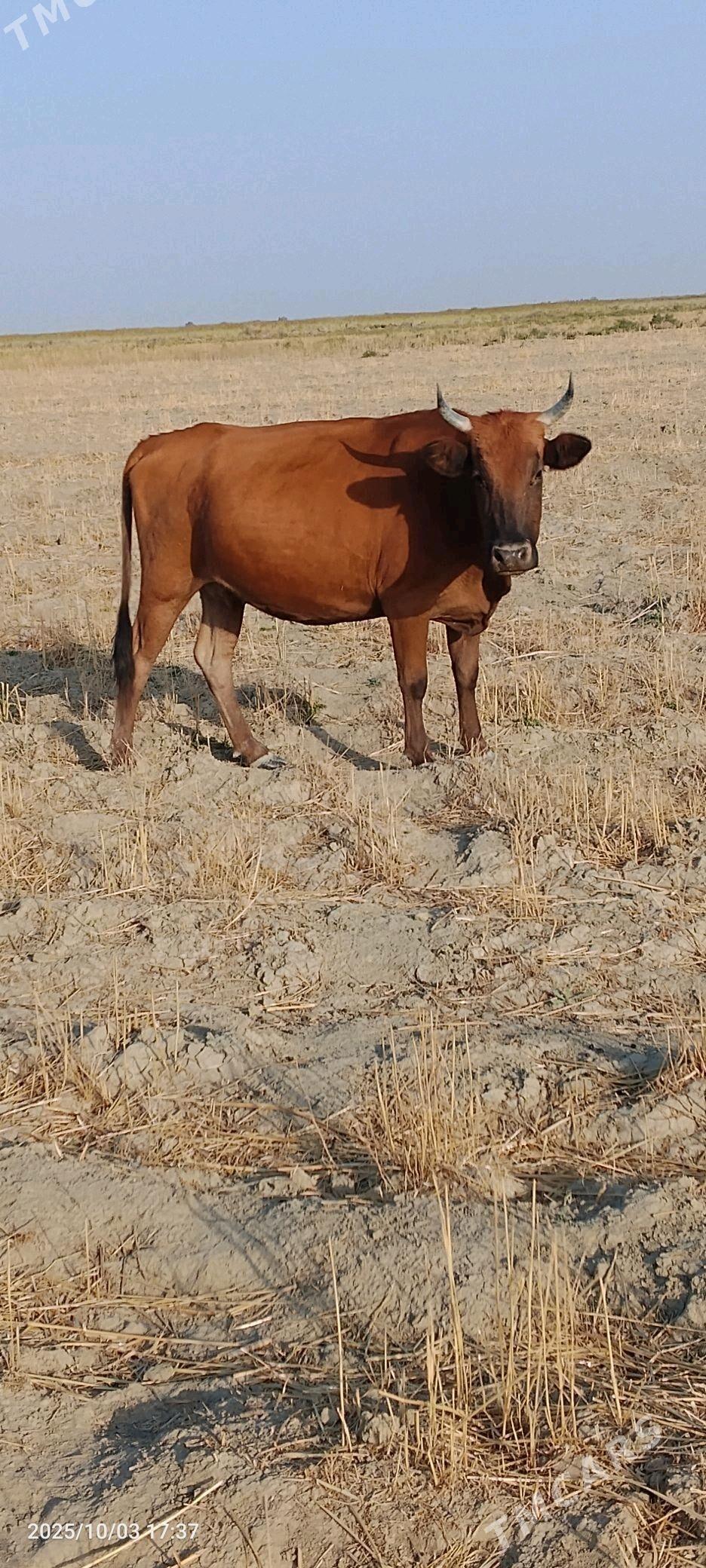 sygyr bogaz - Берекет - img 1