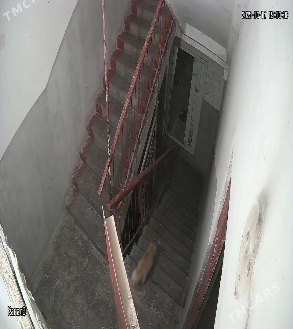 ПРОПАЛ pisik - Туркменабат - img 1