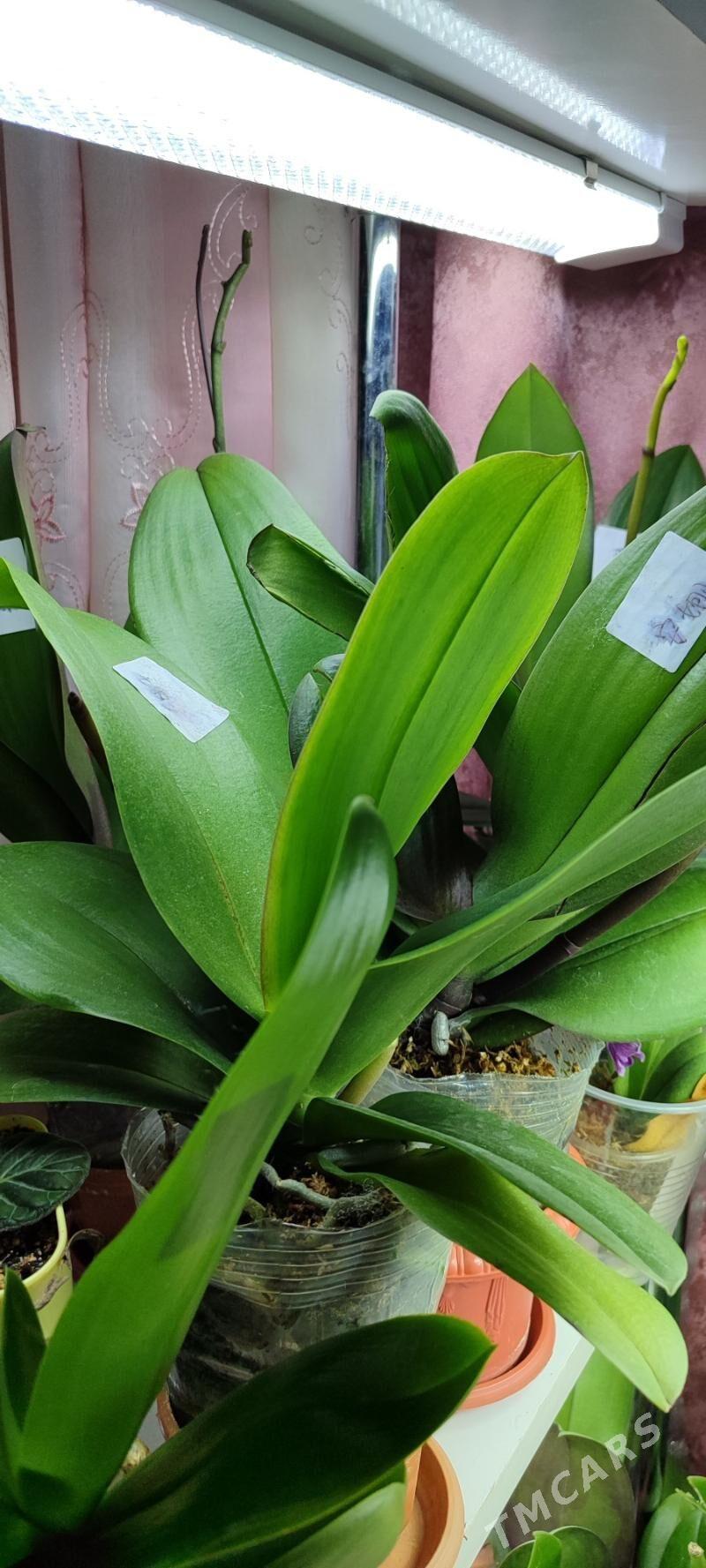 цветы - Ашхабад - img 4