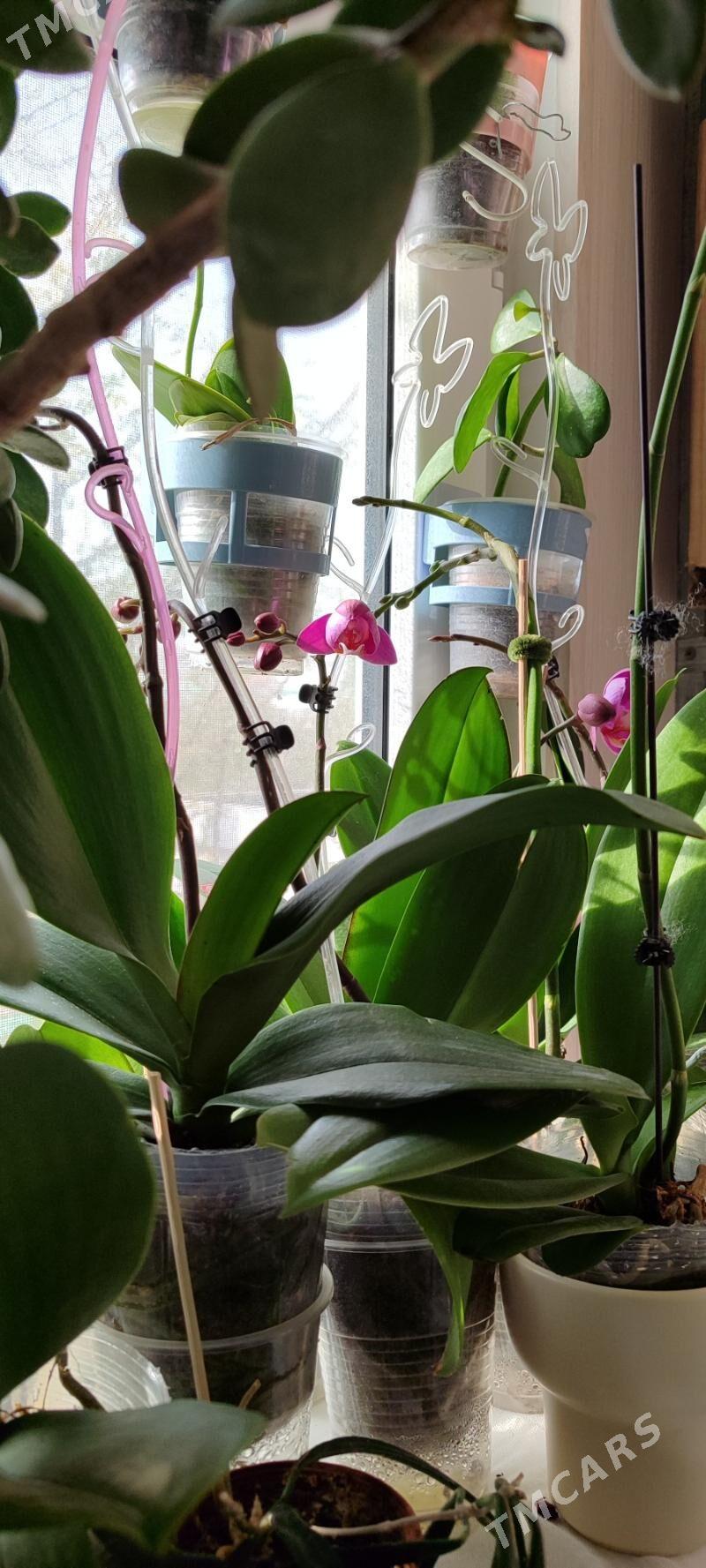 цветы - Ашхабад - img 2