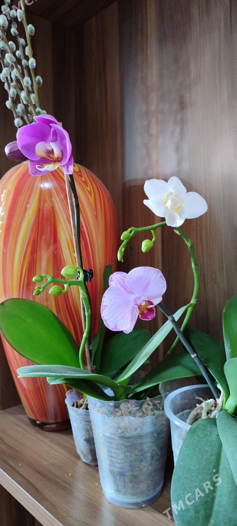 цветы - Ашхабад - img 3