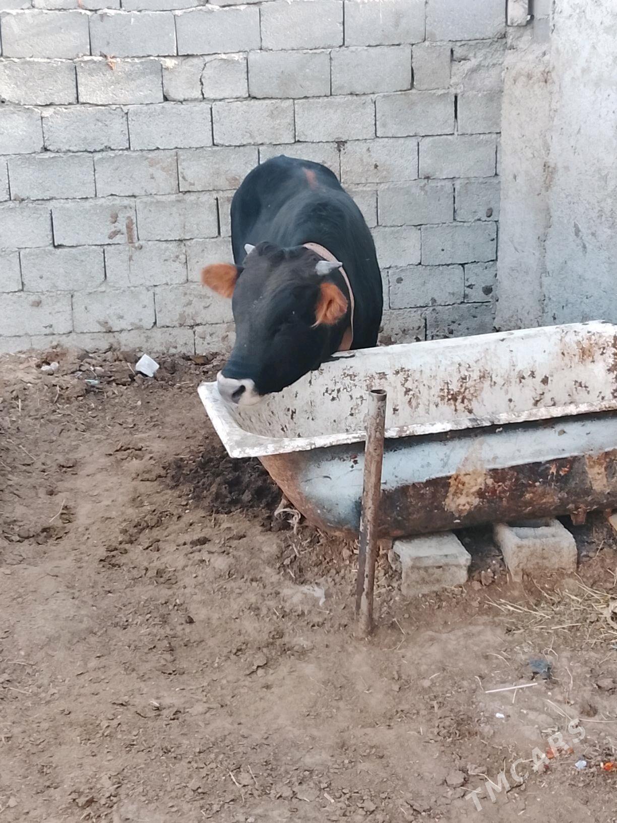 okuz - Büzmeýin - img 2