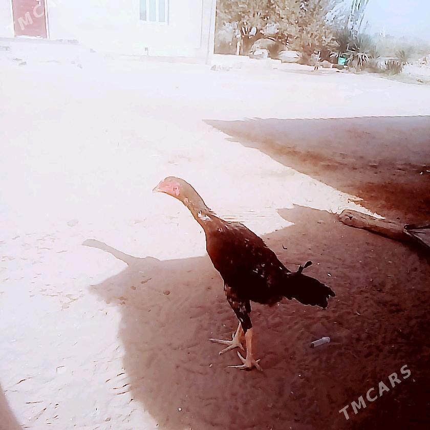 BAYSOK HORAX - Mary - img 4