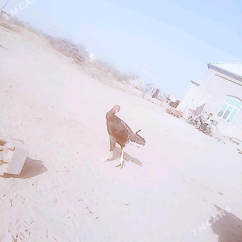 BAYSOK HORAX - Mary - img 5