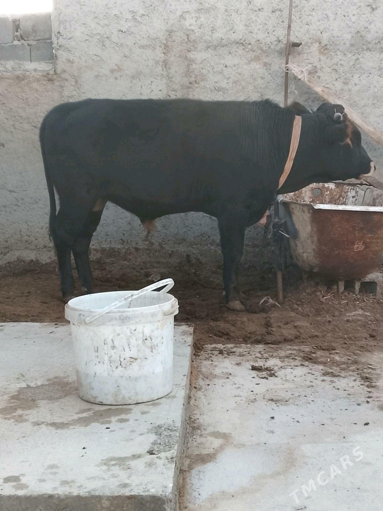 okuz - Büzmeýin - img 3