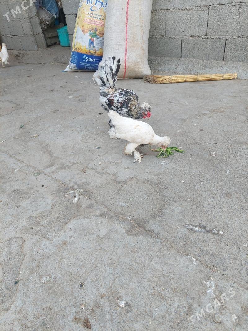 karik - Hitrowka - img 1