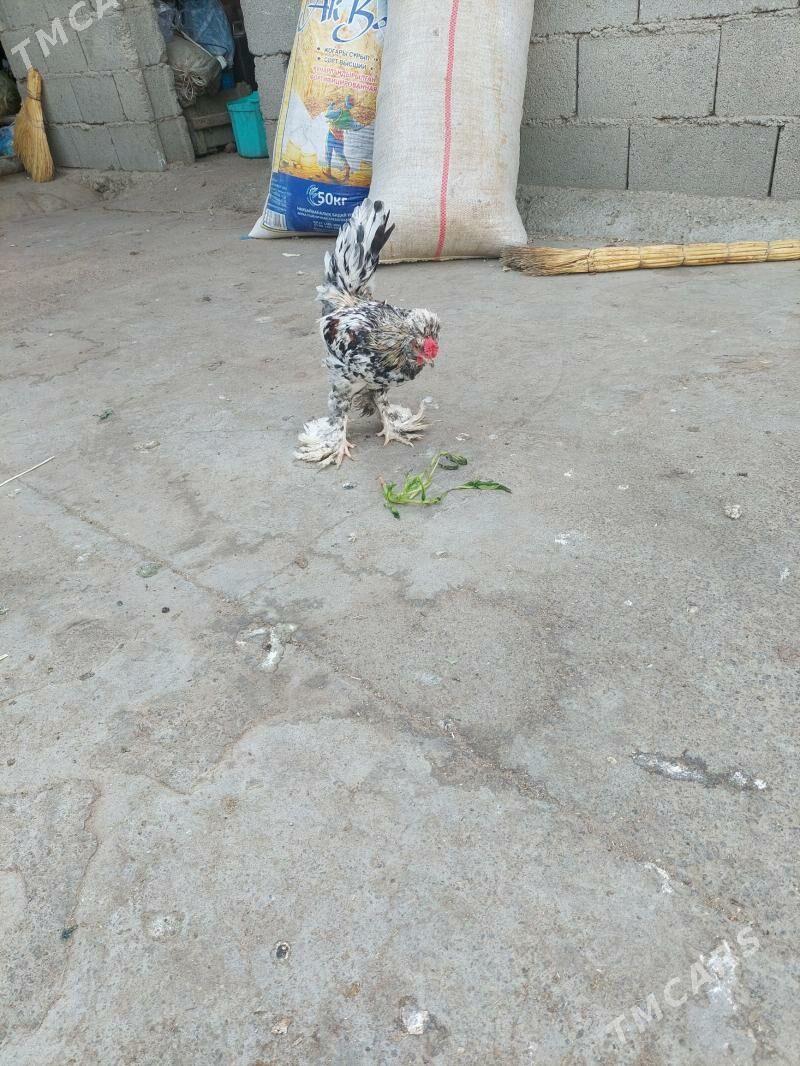 karik - Hitrowka - img 2