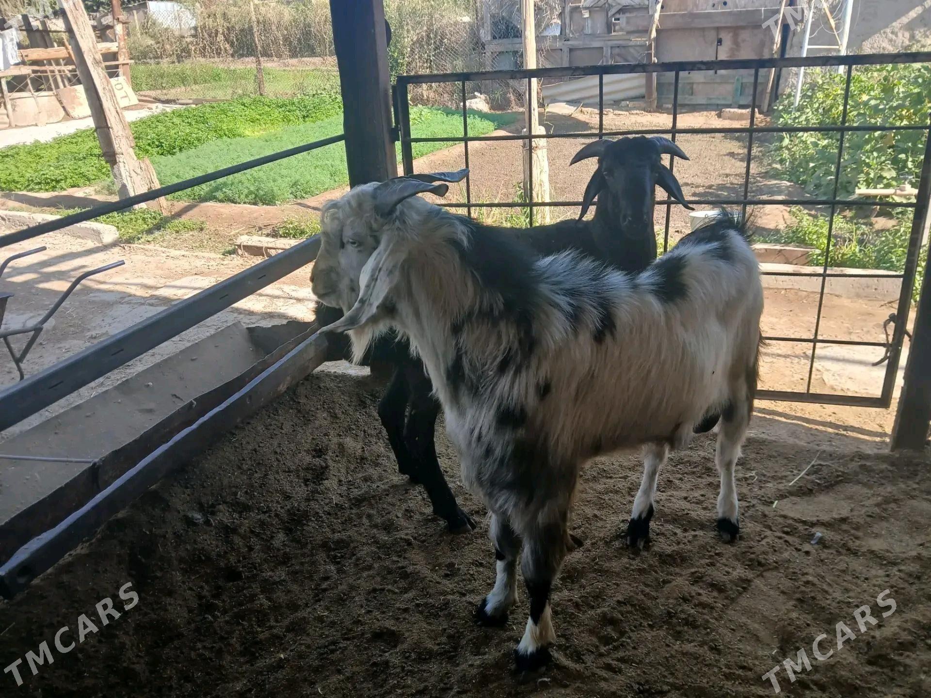 Teke pakistan - Махтумкули - img 2