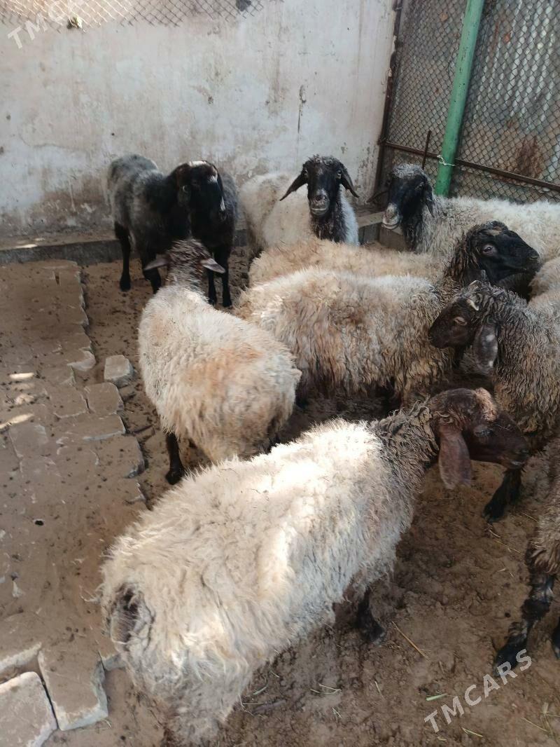 гоюн - Bedew - img 3