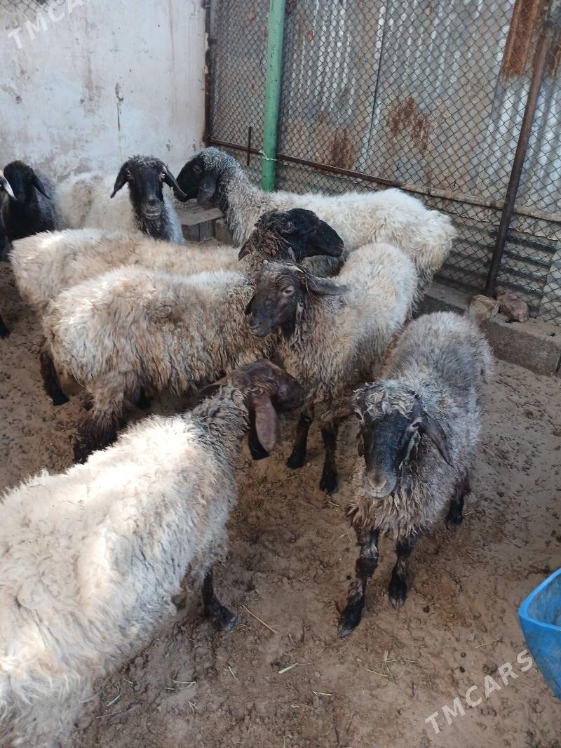 гоюн - Bedew - img 2