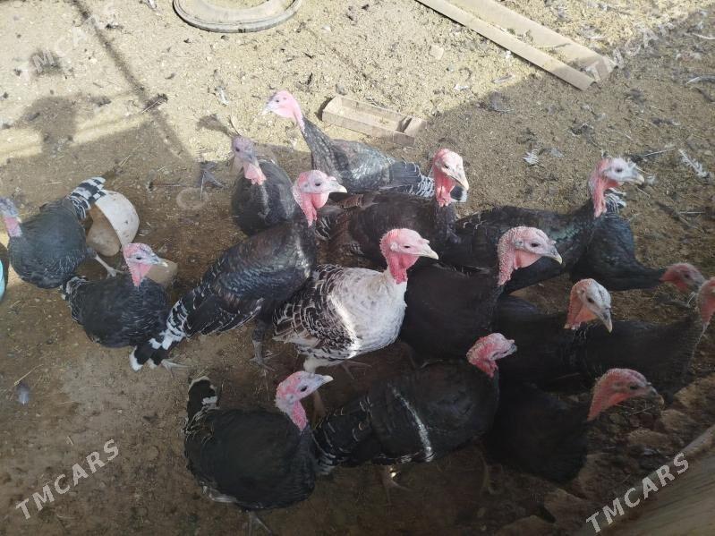 induk - Babadaýhan - img 2