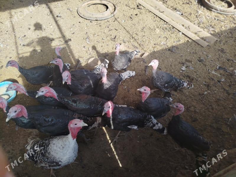 induk - Babadaýhan - img 4