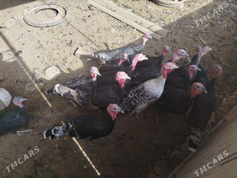 induk - Babadaýhan - img 3