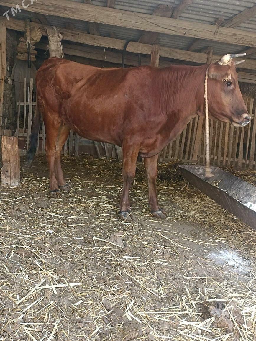 Gacar bakygyly - Берекет - img 2