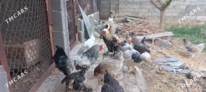 товук - Ýalkym - img 2