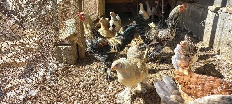 товук - Ýalkym - img 3