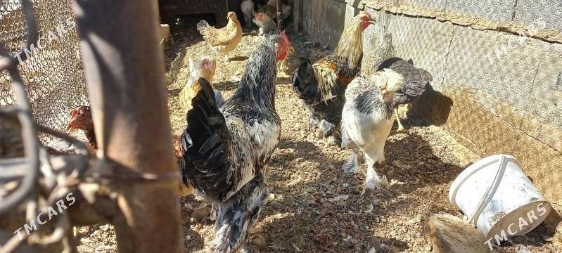 товук - Ýalkym - img 1