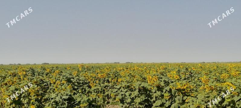 Gunebakar çigit 10 - Бабадайхан - img 2