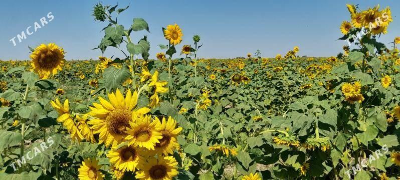 Gunebakar çigit 10 - Бабадайхан - img 3