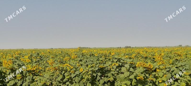 Gunebakar çigit 10 - Бабадайхан - img 1