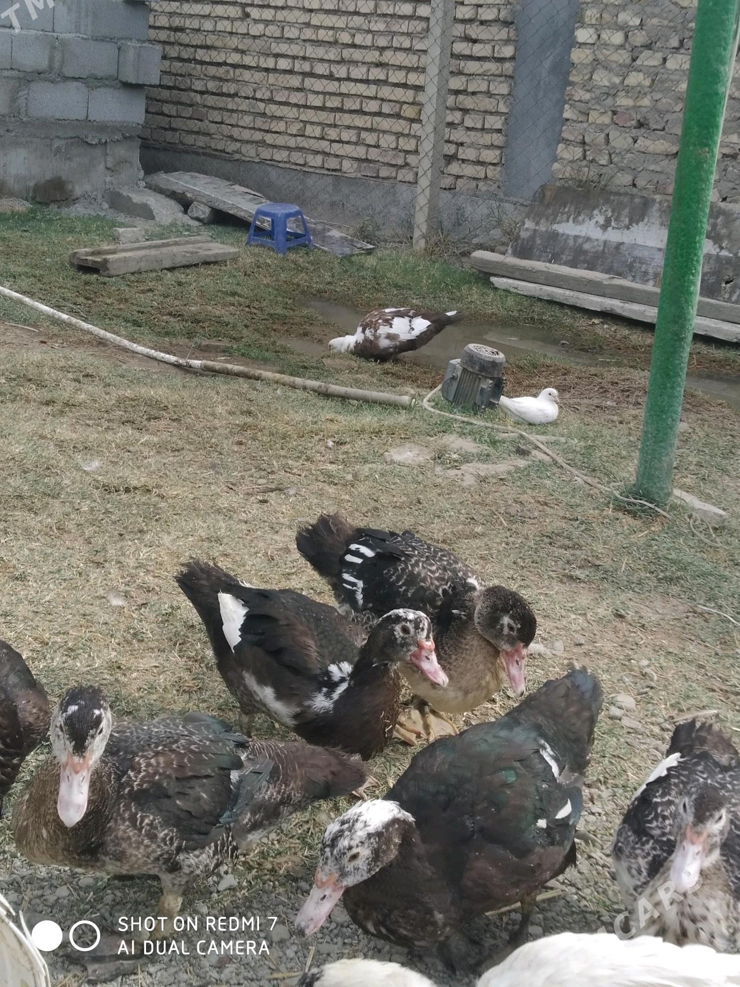 İndoutga - Gökdepe - img 3