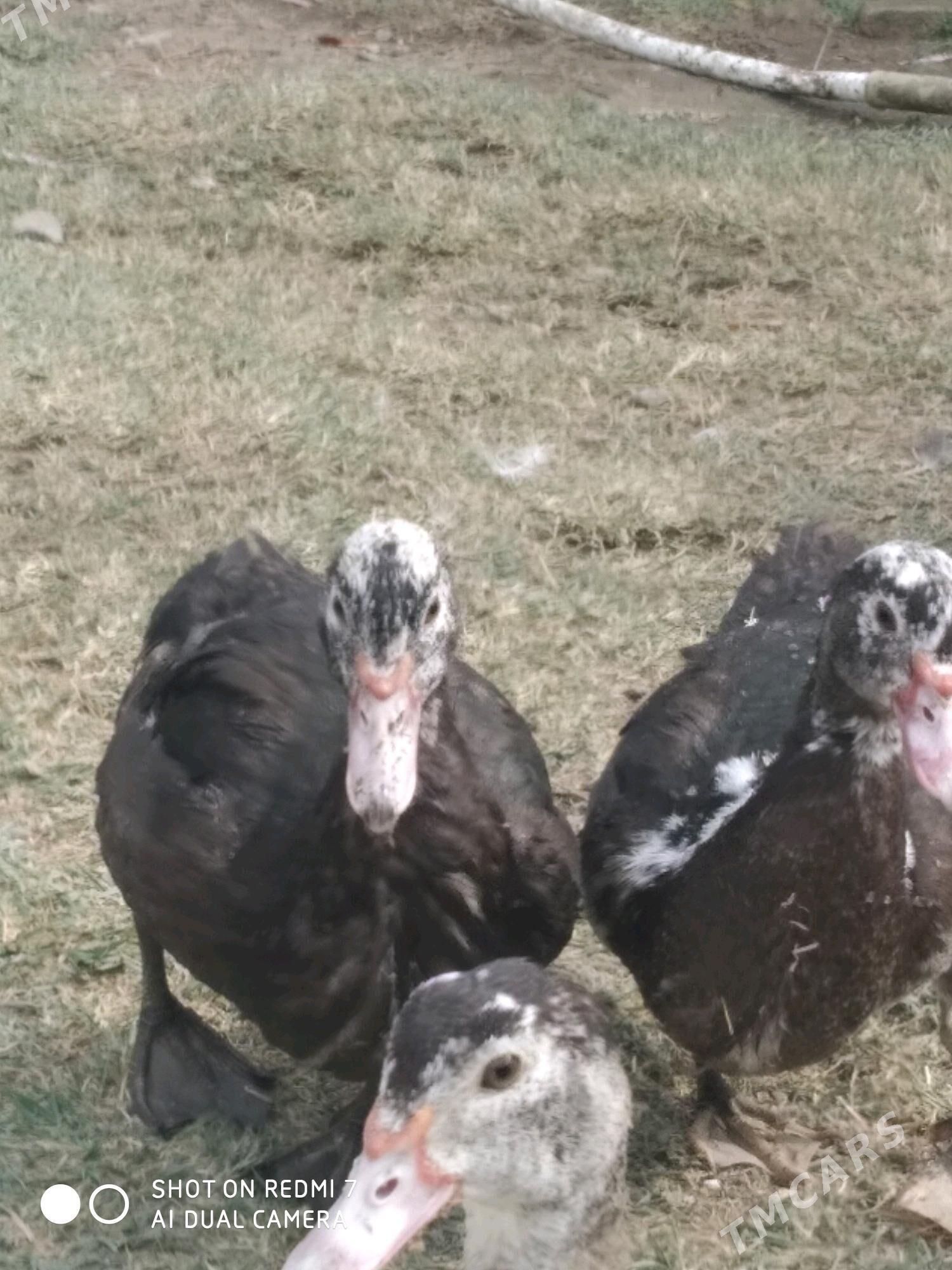 İndoutga - Gökdepe - img 4