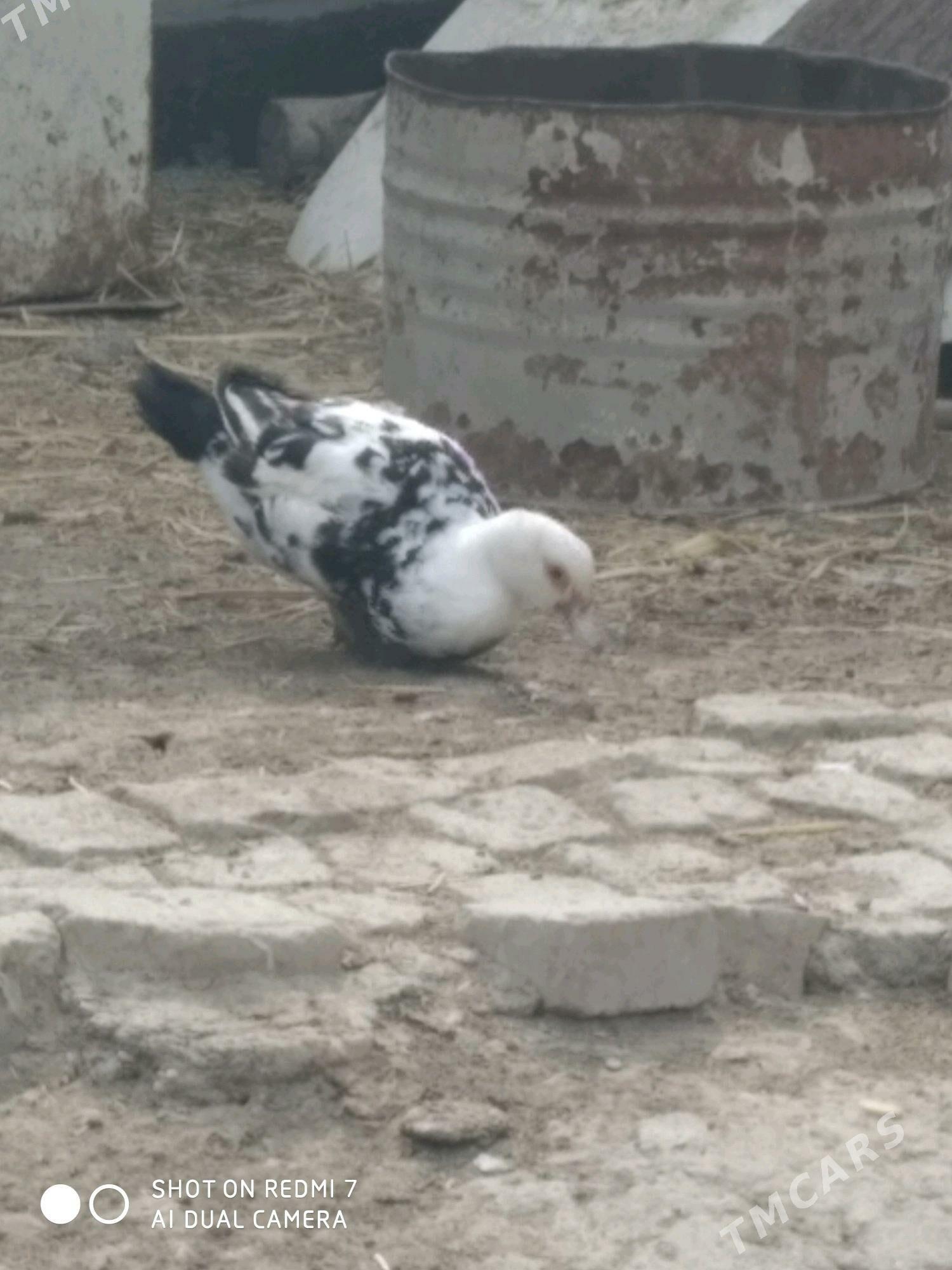 İndoutga - Gökdepe - img 2