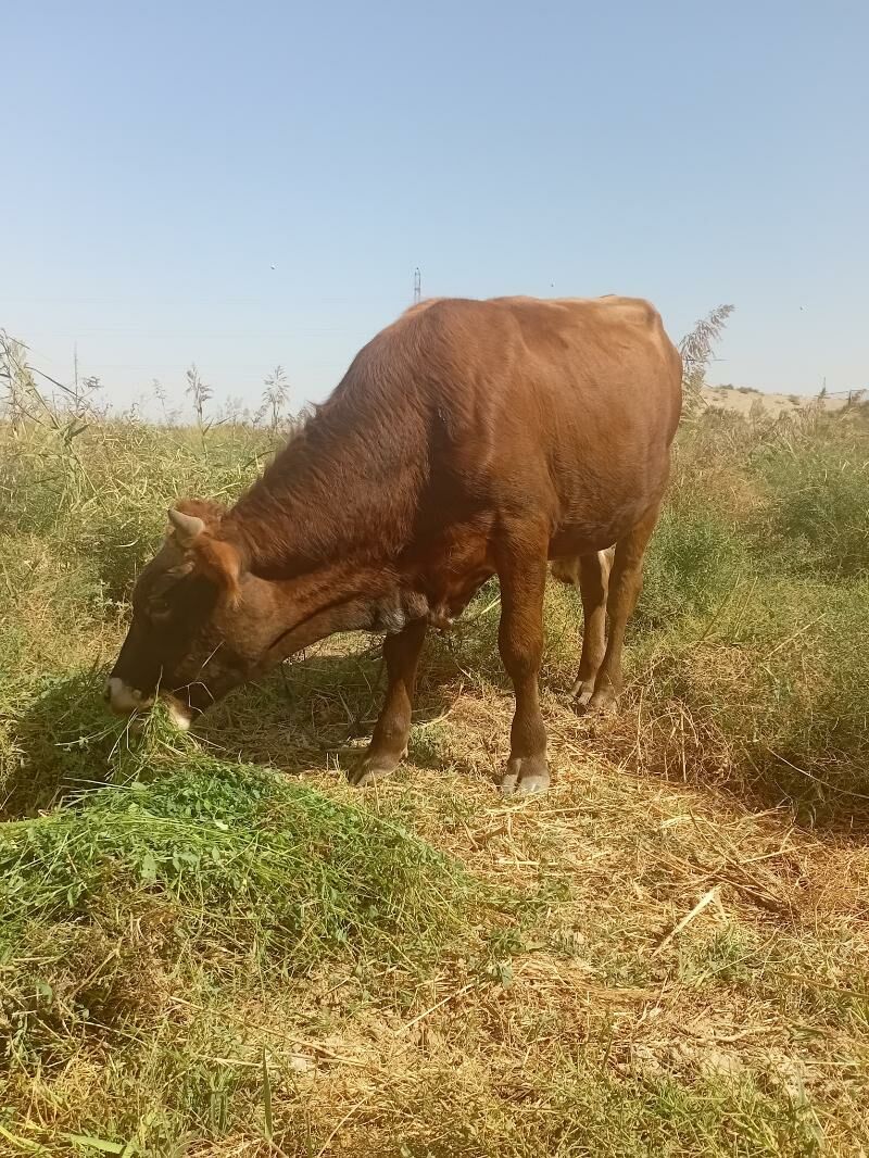 okuz - Gökje - img 3