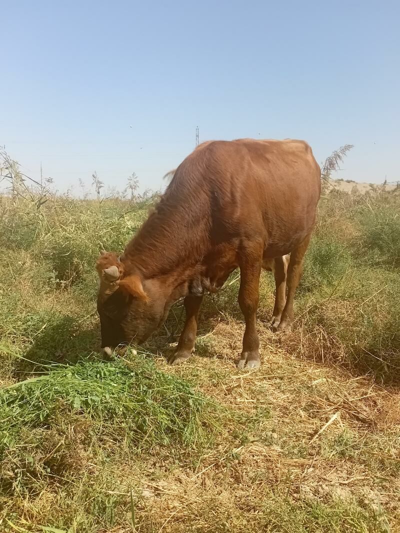 okuz - Gökje - img 2