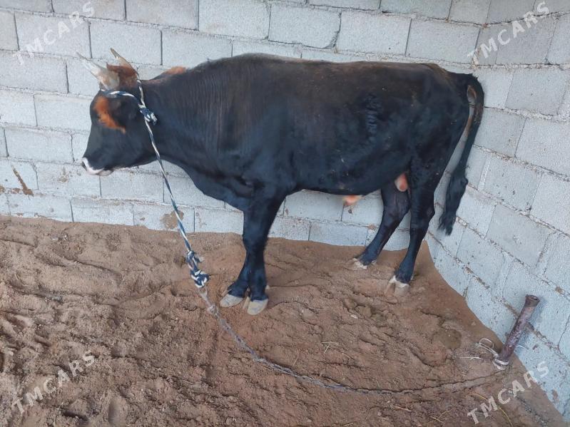 Öküz - Ак-Бугдайский этрап - img 2