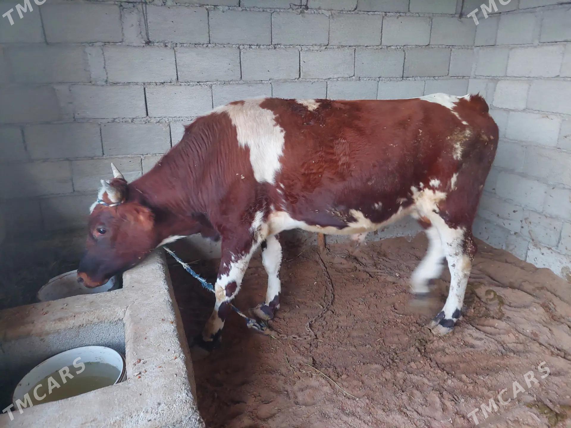 Öküz - Ак-Бугдайский этрап - img 1