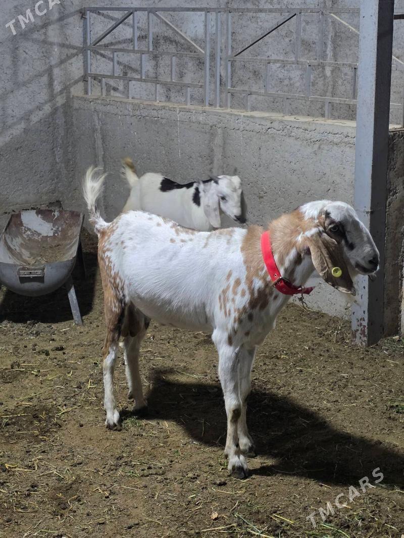 Pakistan teke - Анев - img 1