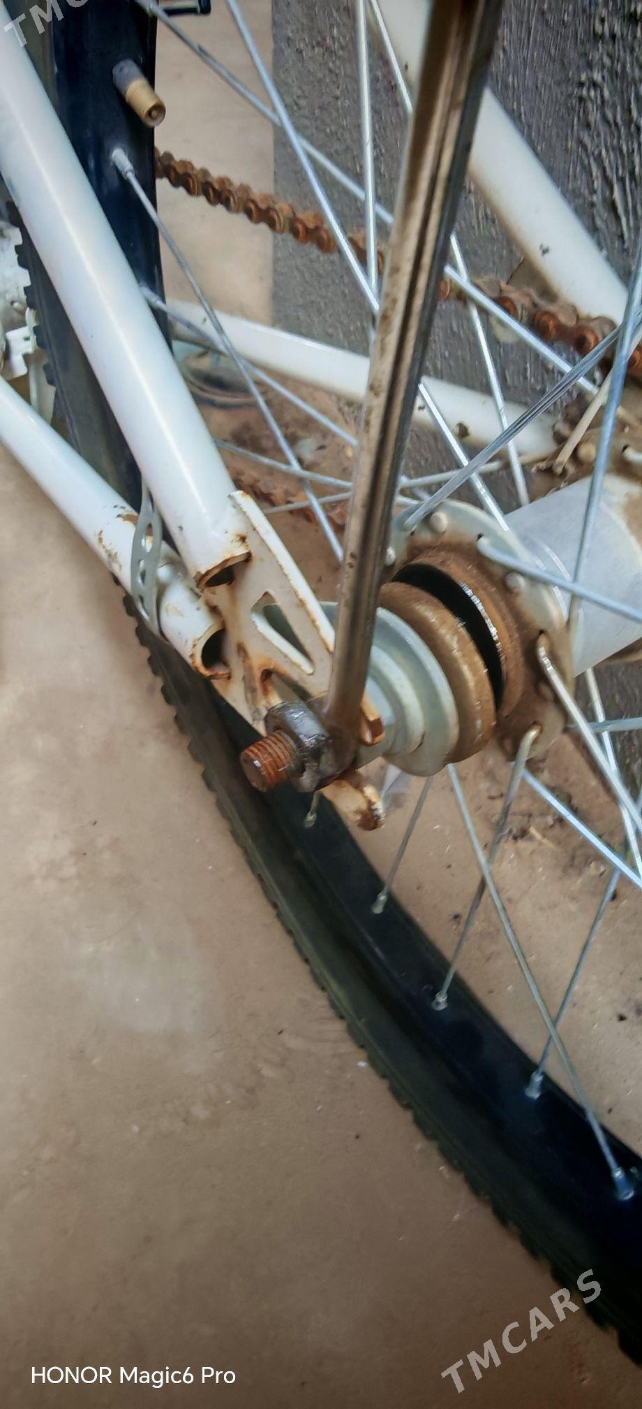 Braveri tigir - Чоганлы - img 1