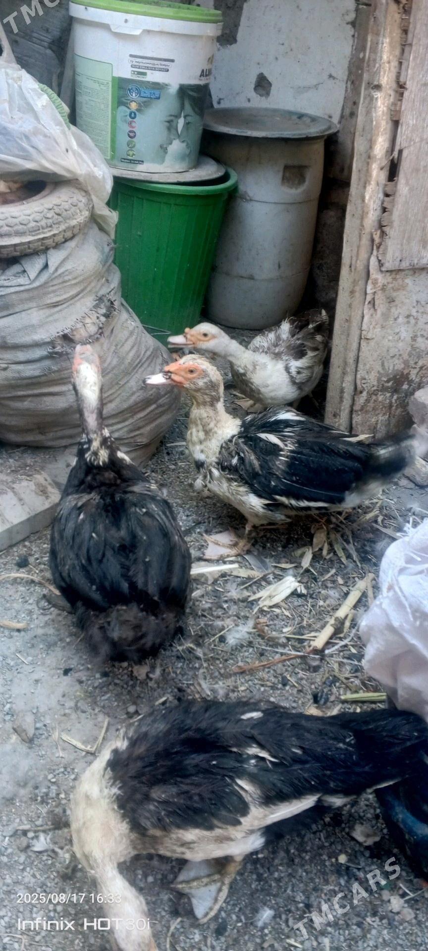 induska - Daşoguz - img 2