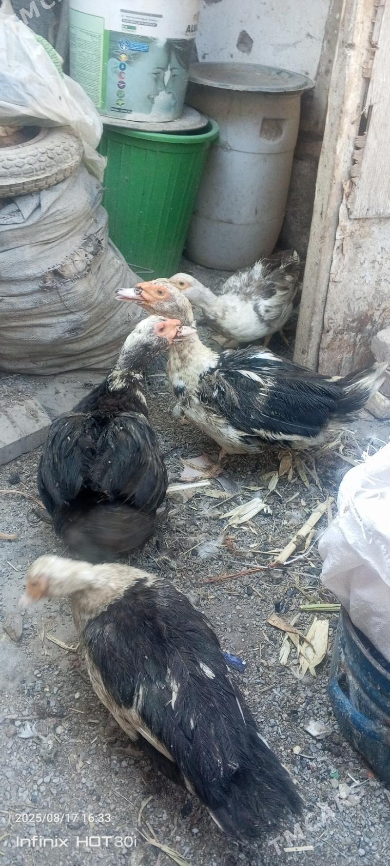 induska - Daşoguz - img 1