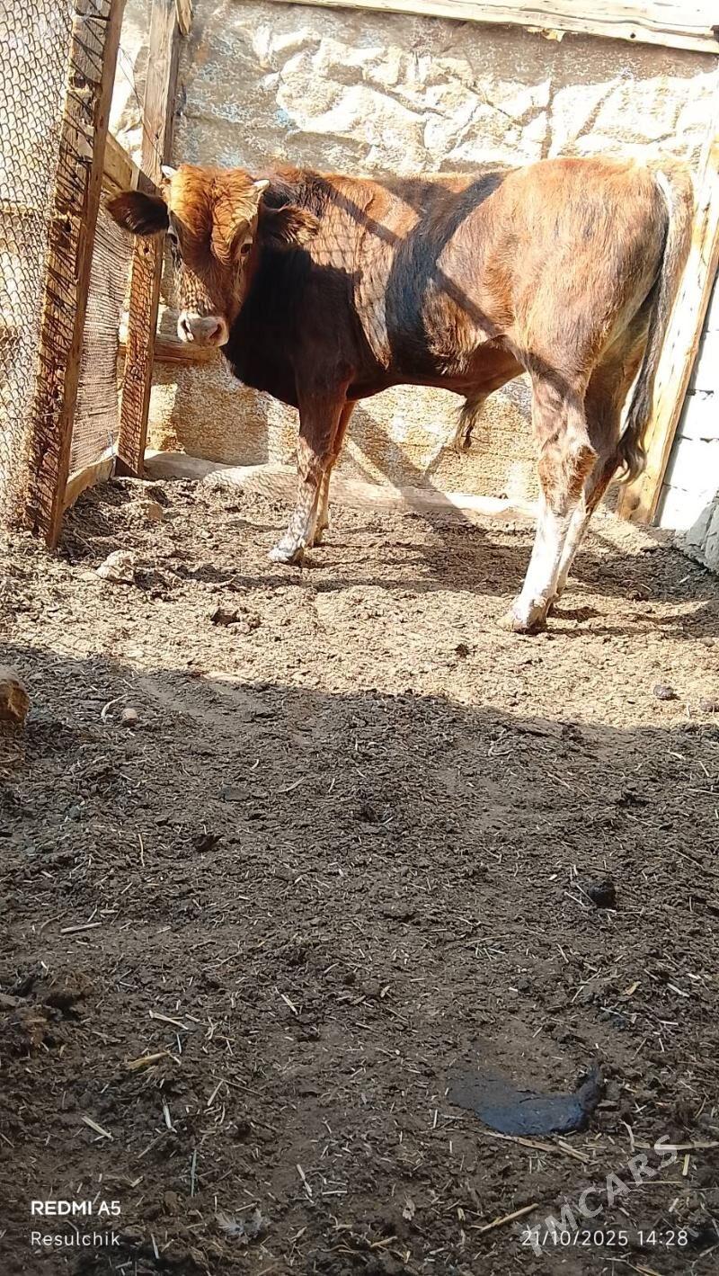 Öküzçe - Туркменбаши - img 2