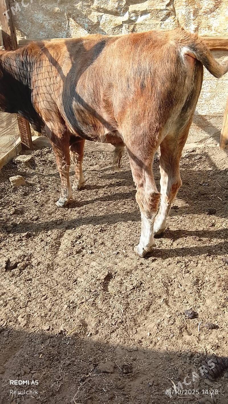 Öküzçe - Туркменбаши - img 3