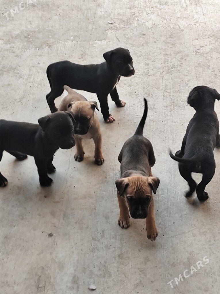 Кане Корса щенки - Туркменабат - img 3