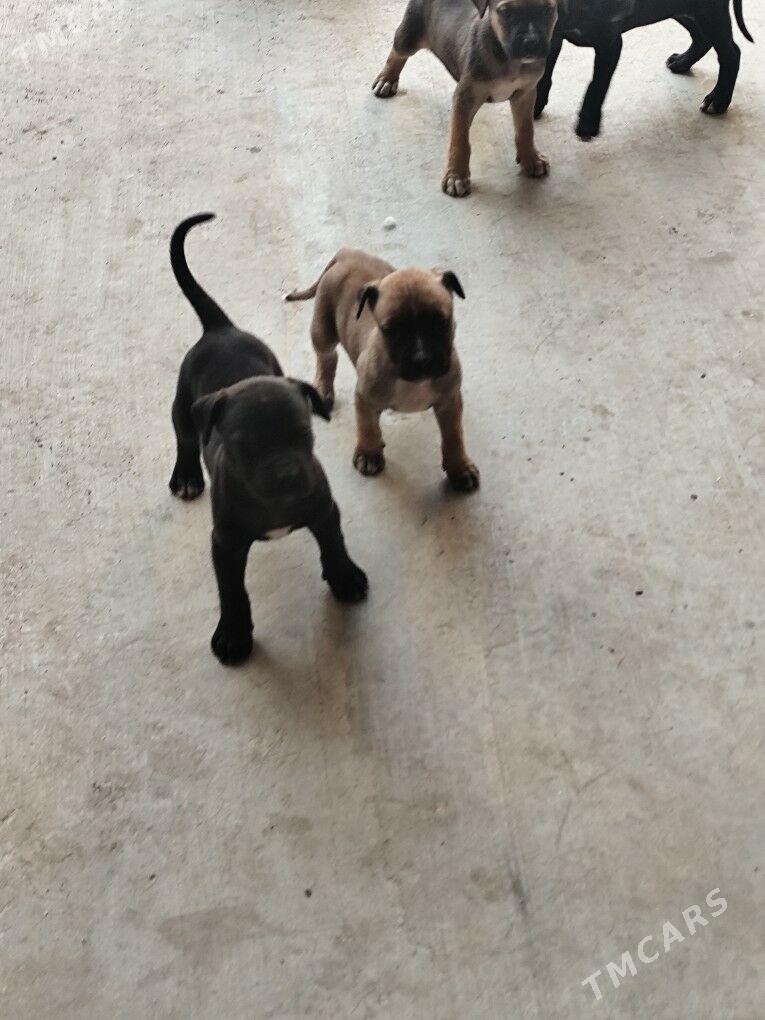 Кане Корса щенки - Туркменабат - img 1