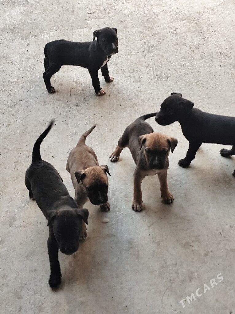 Кане Корса щенки - Туркменабат - img 4