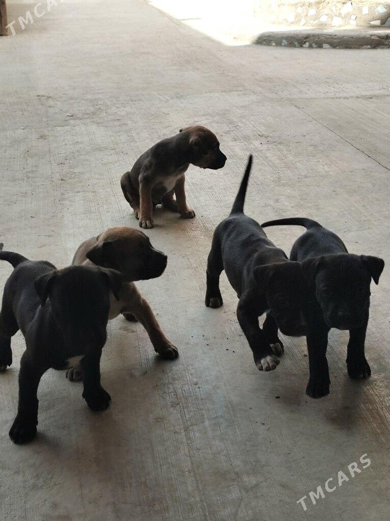Кане Корса щенки - Туркменабат - img 2