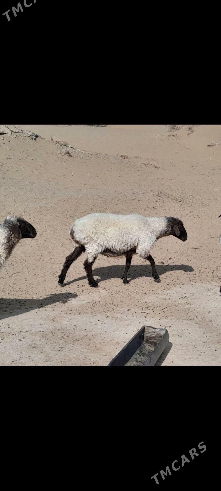 goyun - Gökdepe - img 1