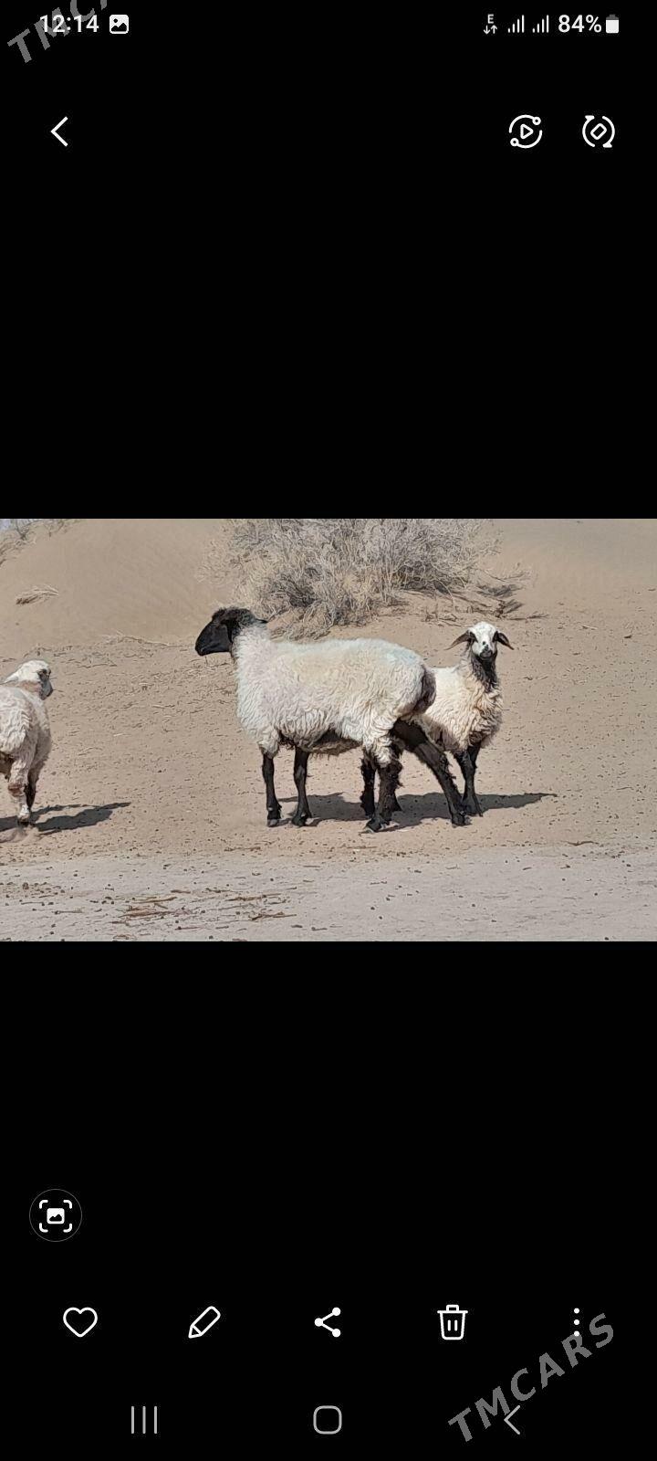 goyun - Gökdepe - img 2