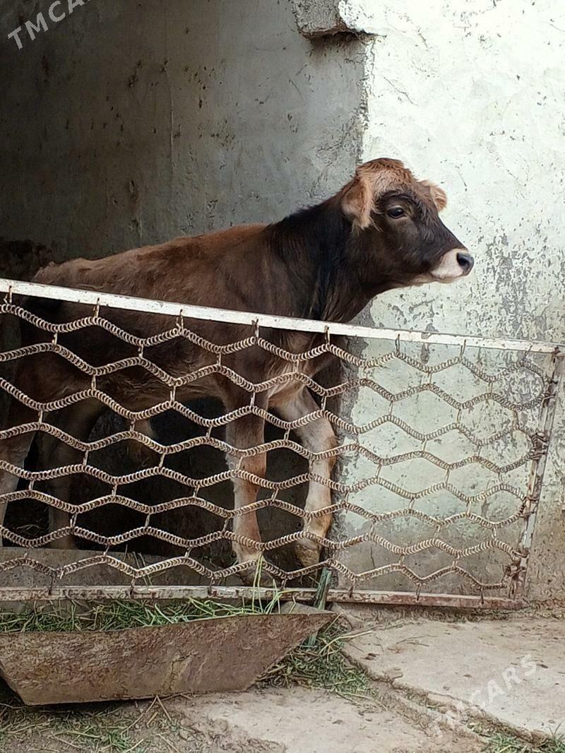 Swes okuzler - Aşgabat - img 2