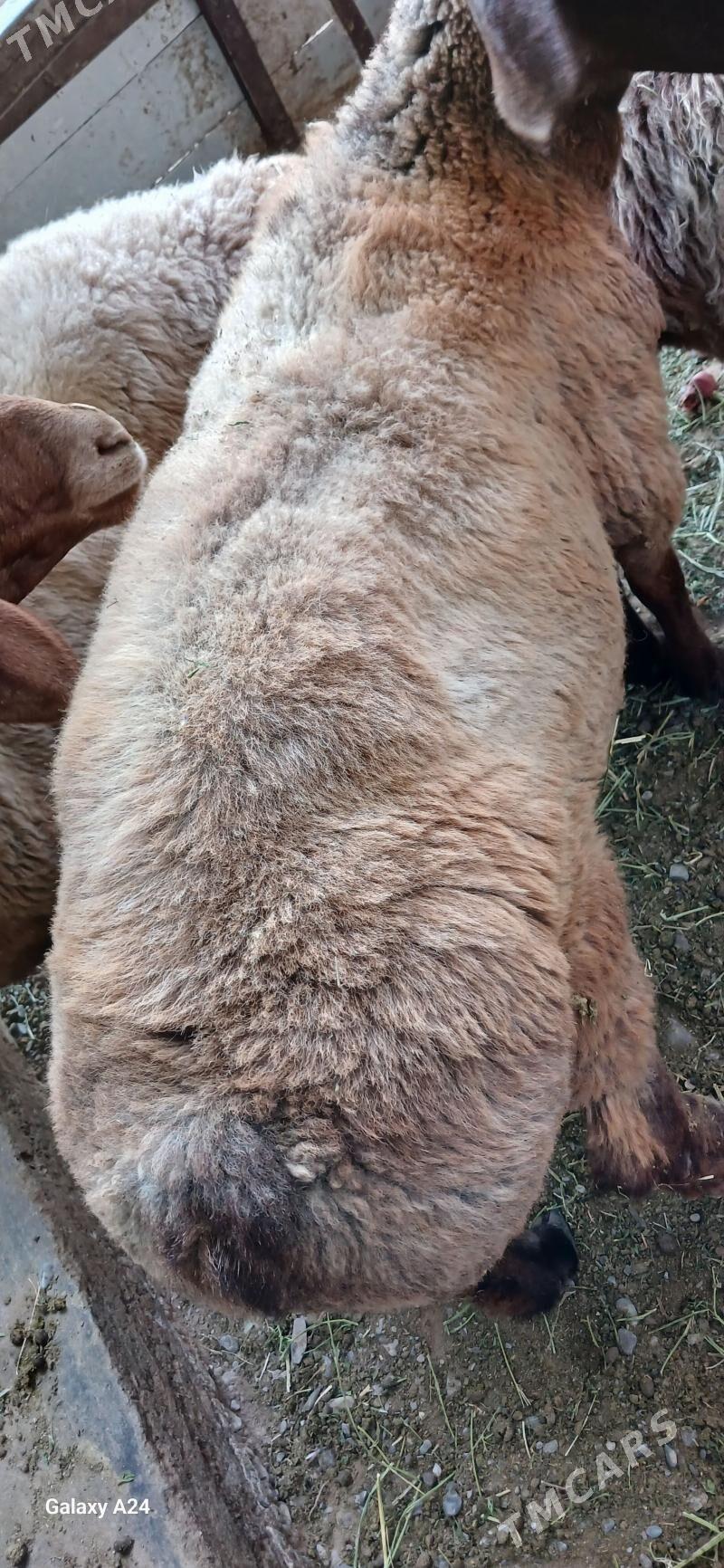 kisar - Тязе заман - img 4