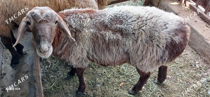 kisar - Тязе заман - img 1